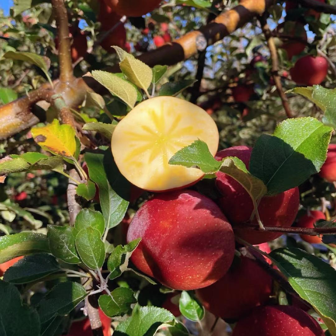 大凉山丑苹果熟了