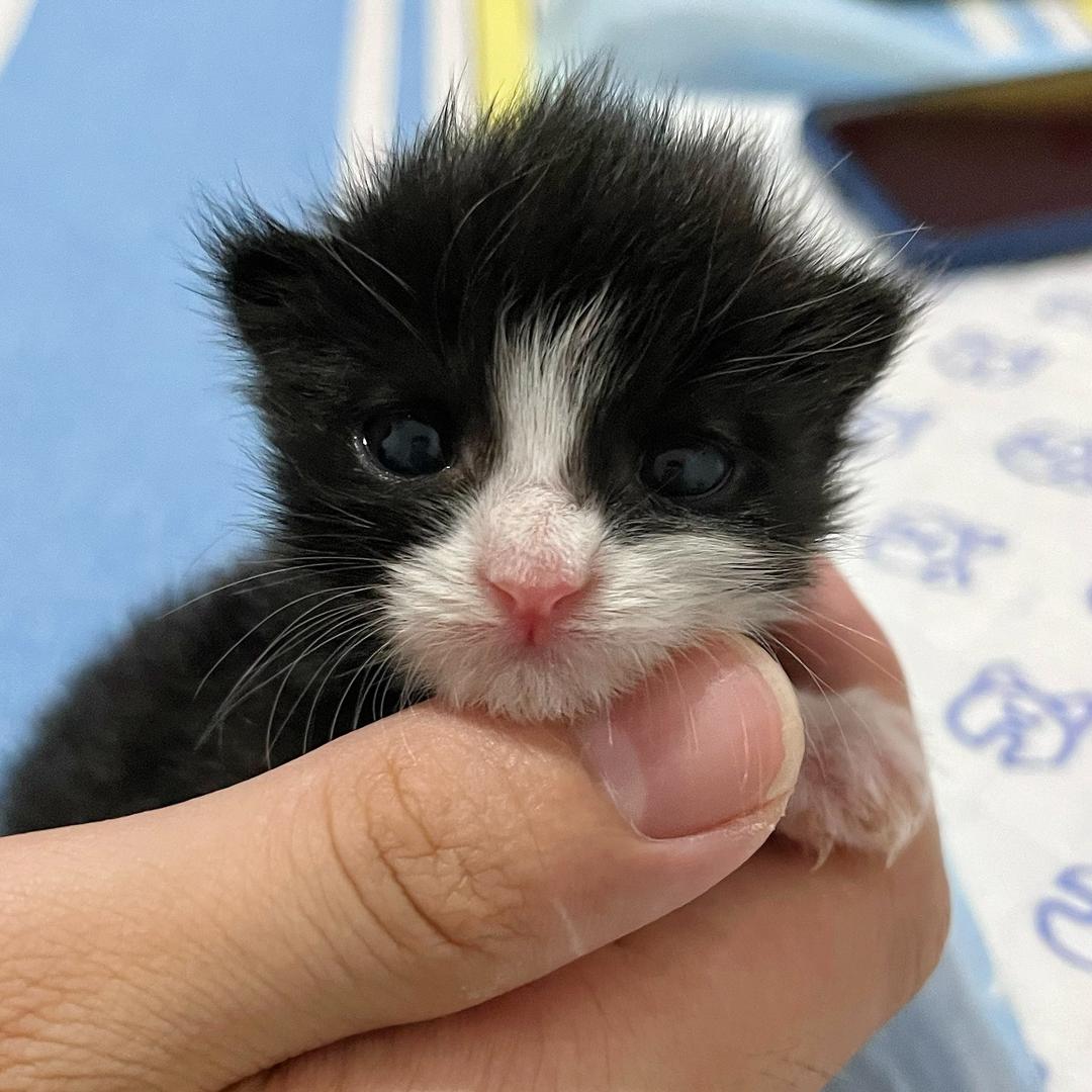 花枝猫