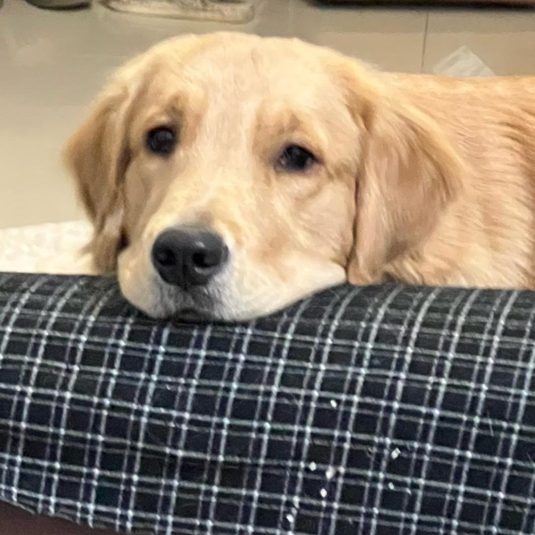 初七爱吃冰淇淋🐕