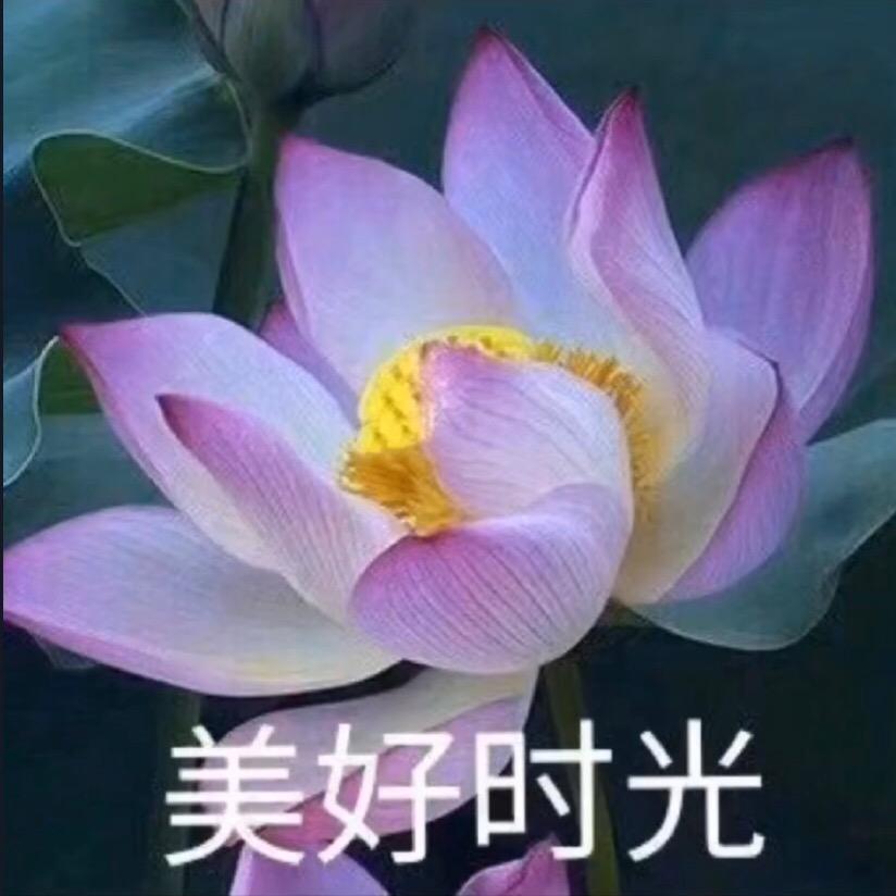 爱莲