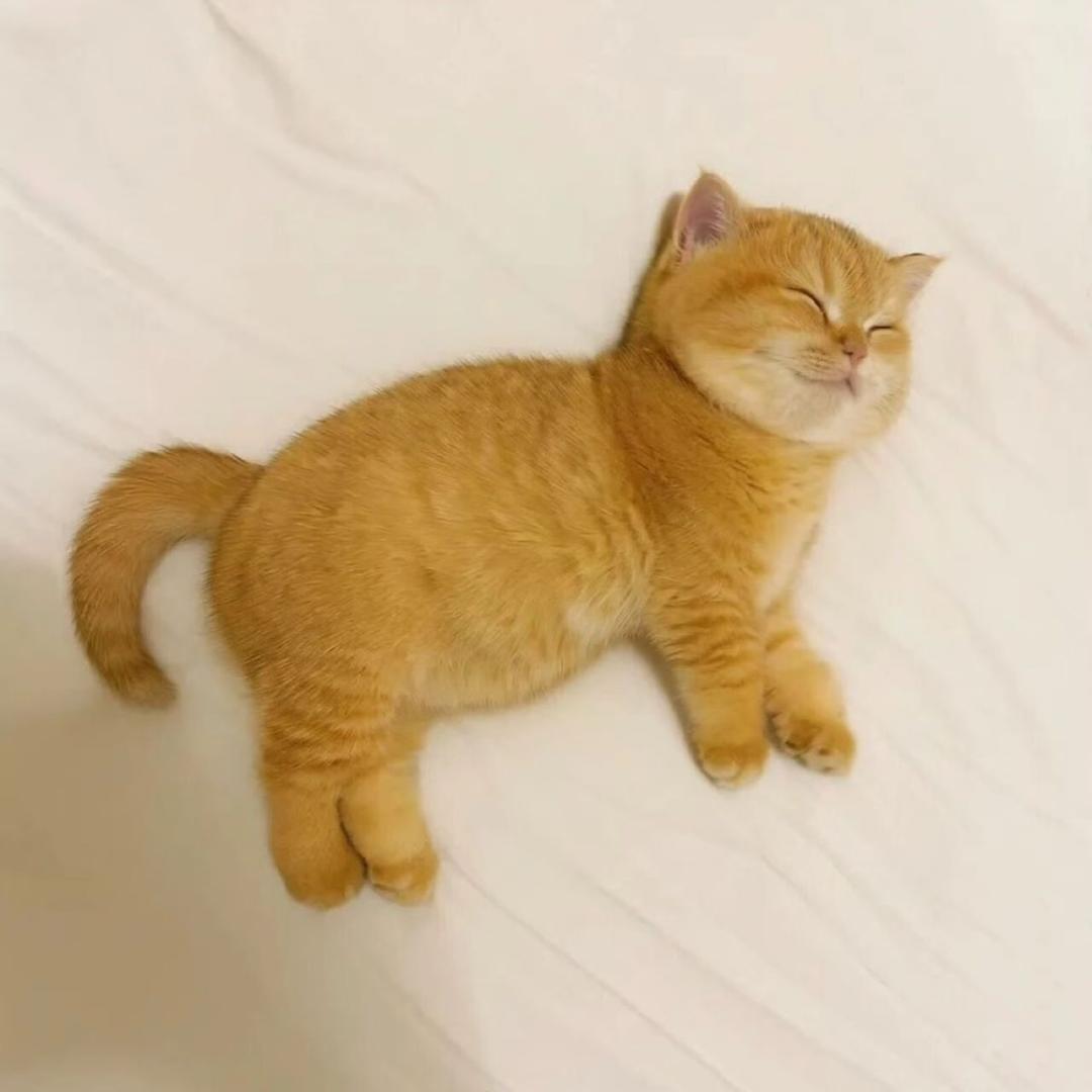 ིྀ甜橙･ᴗ･꧞