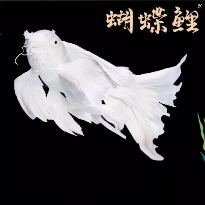 锦绣蝴蝶鲤鱼