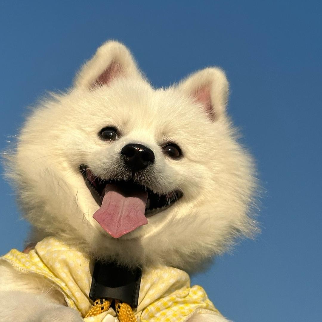 饿了的吉吉
