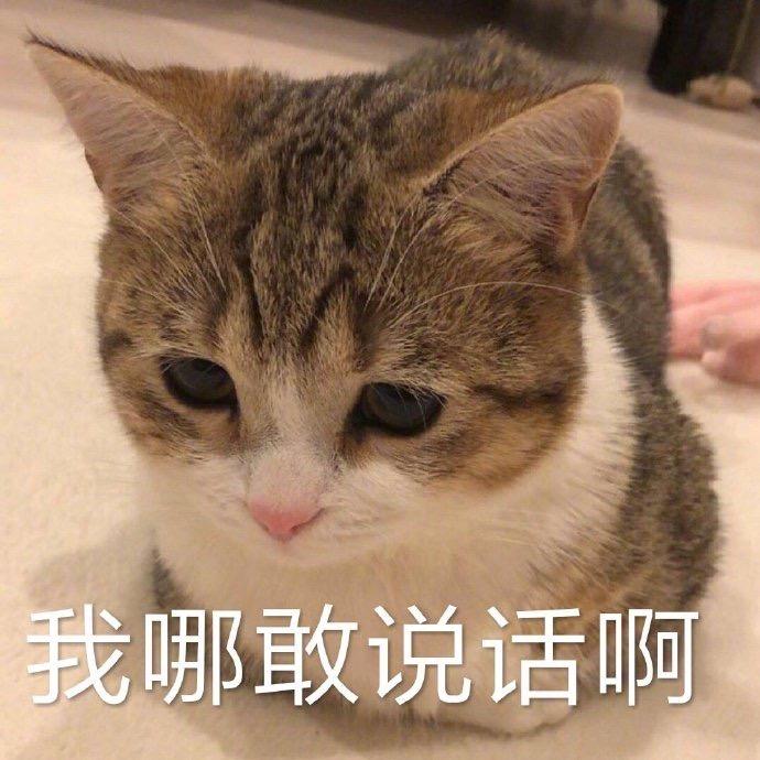 肉肉