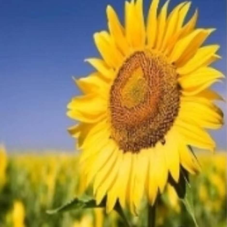 🌞遇你～🌻余你