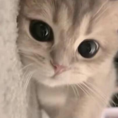 歪嘴小猫米