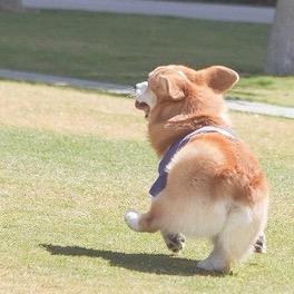 大狗