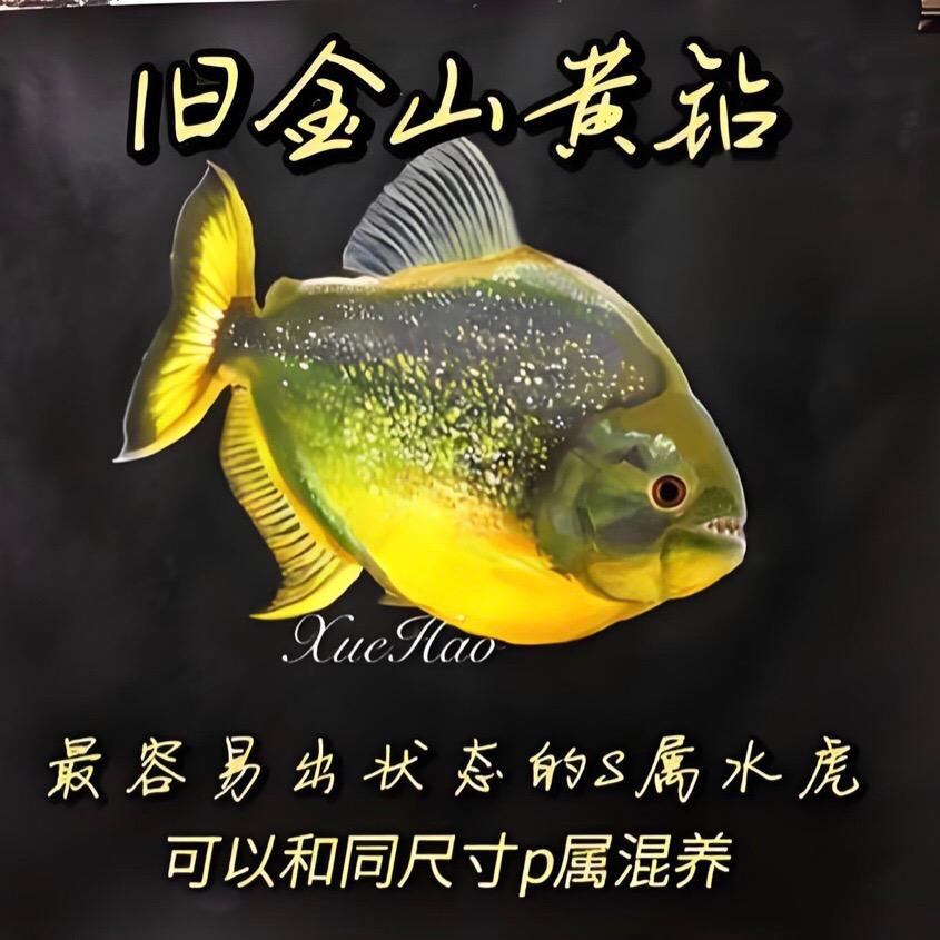 旧金山黄钻的黄