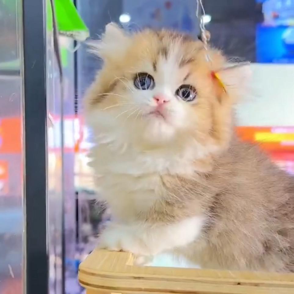 小嘉说猫