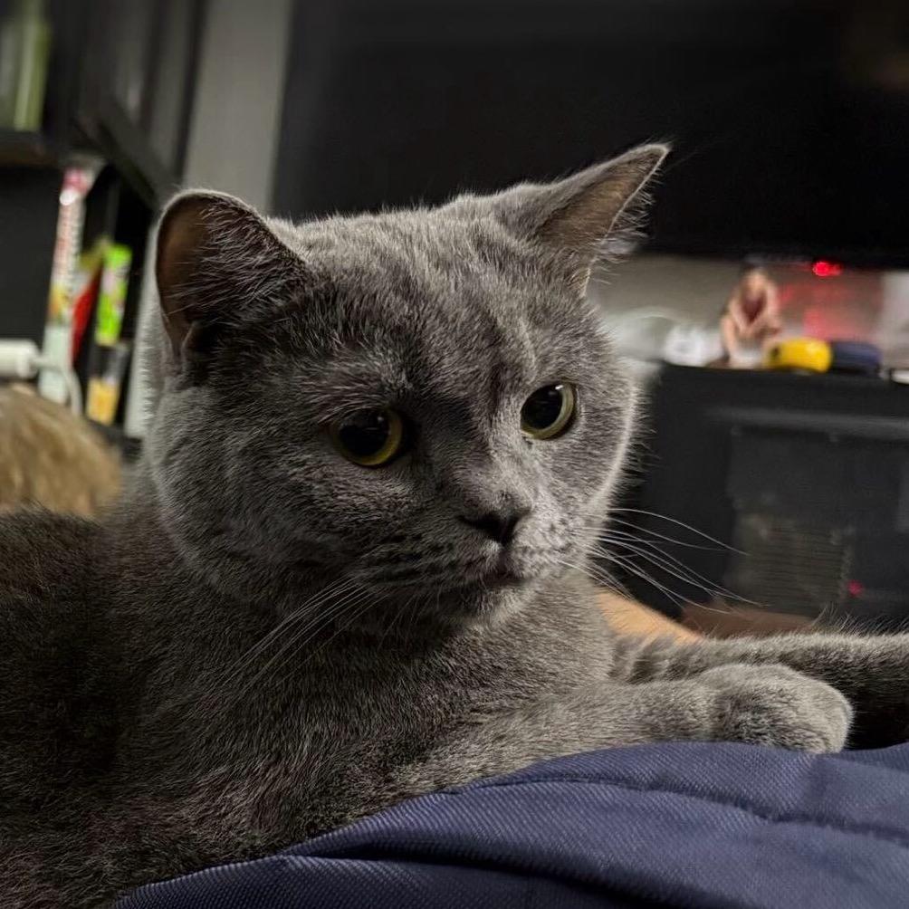 会吐泡泡的猪