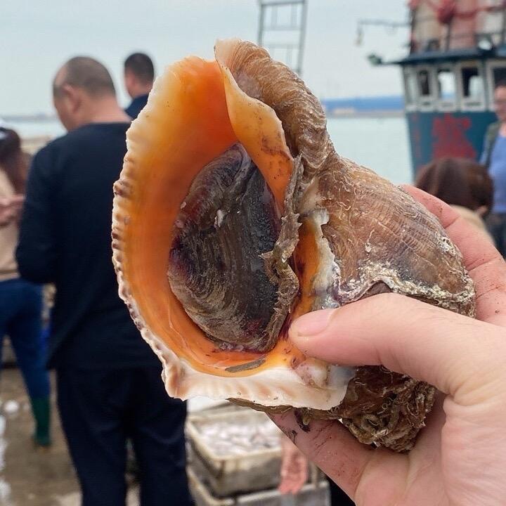 海鲜专业户（码头直发）