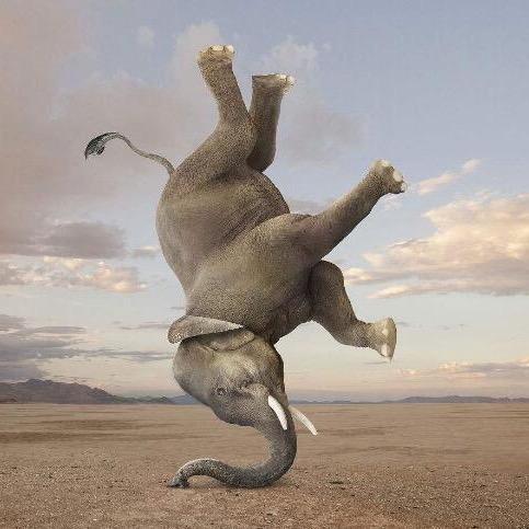 大笨象🐘