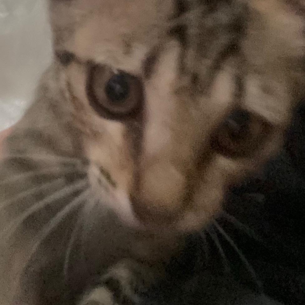 綸