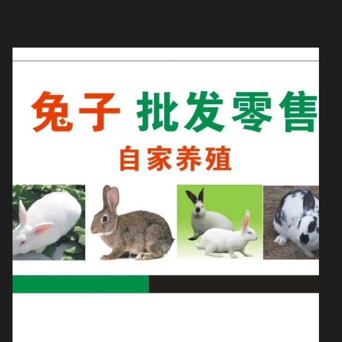 四川杨哥达州兔子批发