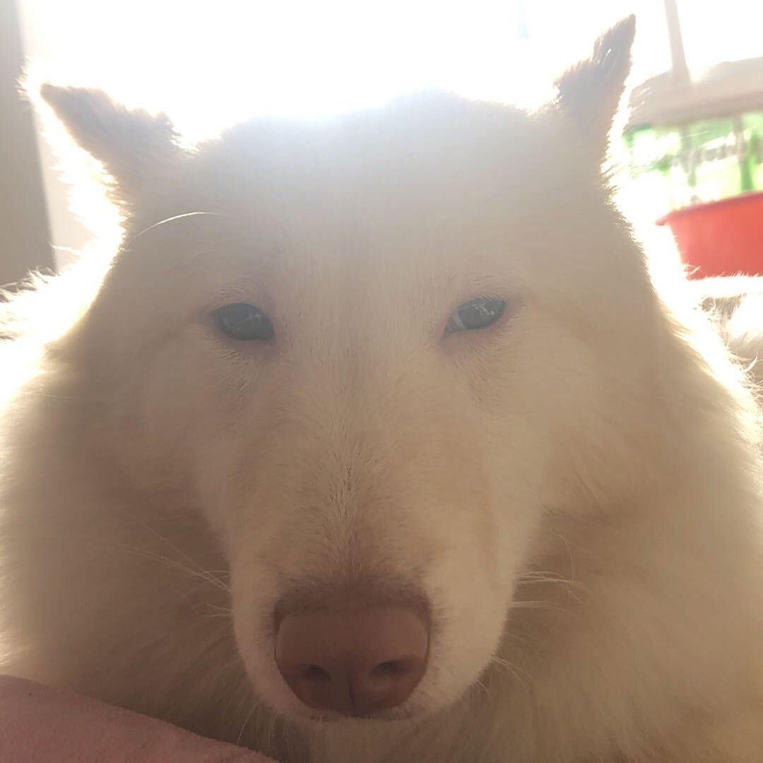 铁蛋儿（结婚版）