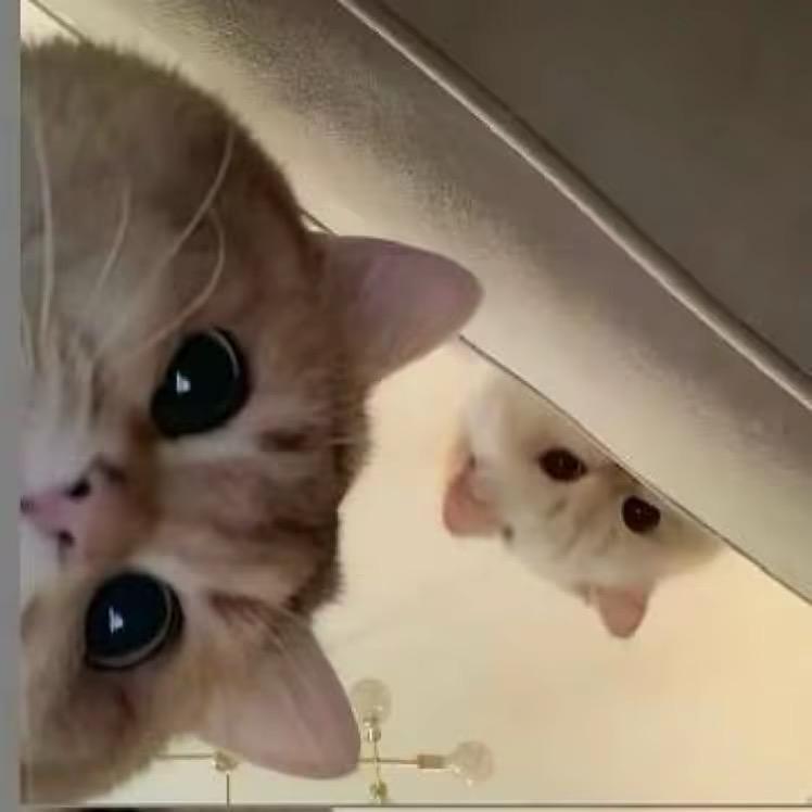 ʕ•̫͡•ʕ•̫͡•ʔ