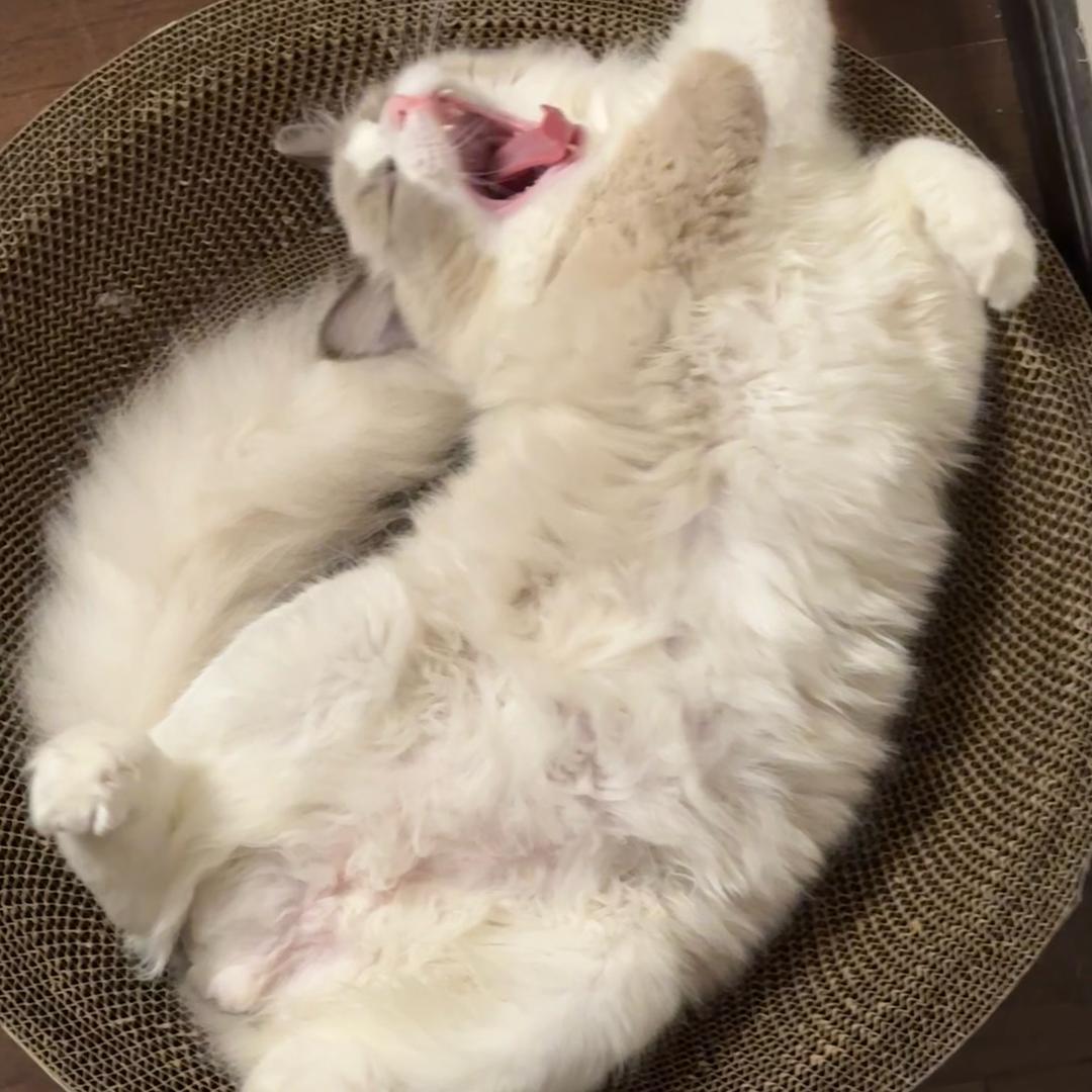 篜达