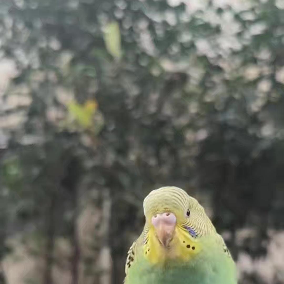 萌欢家宠物臻选阁