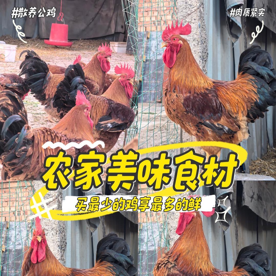 阡陌鲜桥（三农）