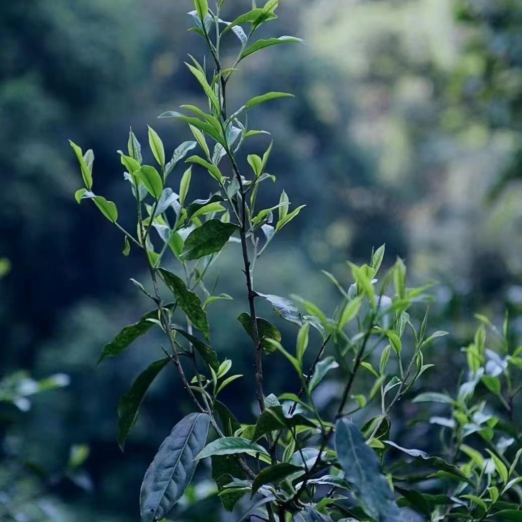 老班章63号一小杨