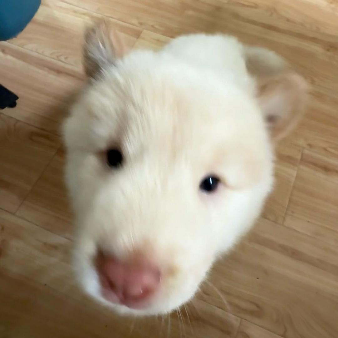 妹宝