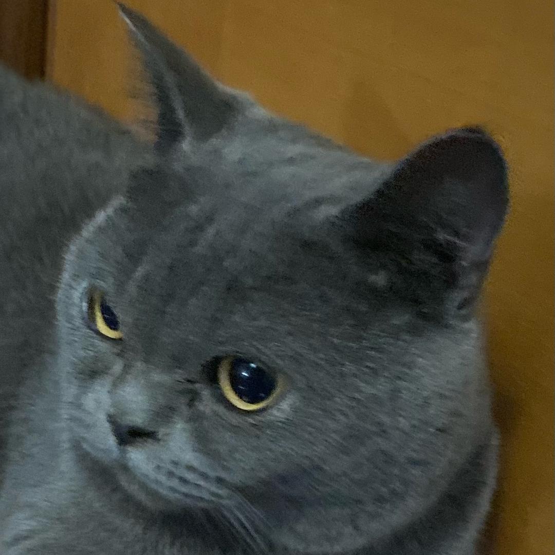 阳洋兄