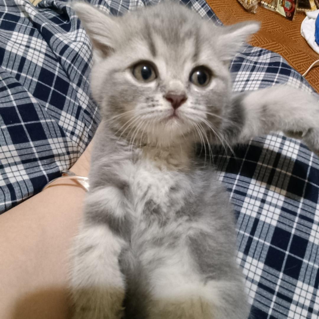 番茄不吃鸡蛋🍅🥚