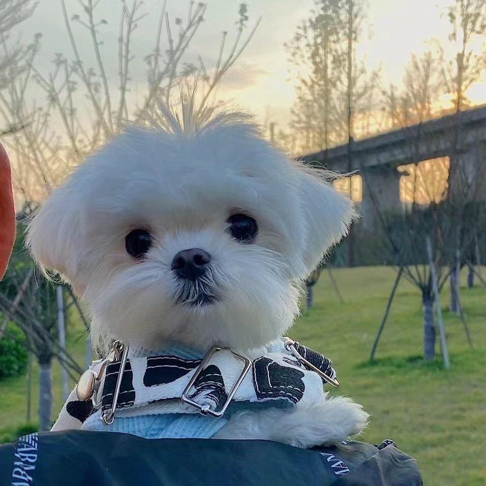 勉县欣睿波宠物店