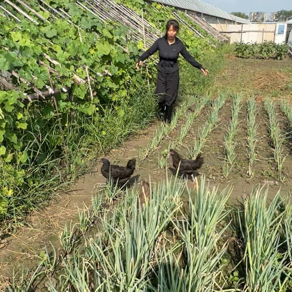 小梅的田园生活