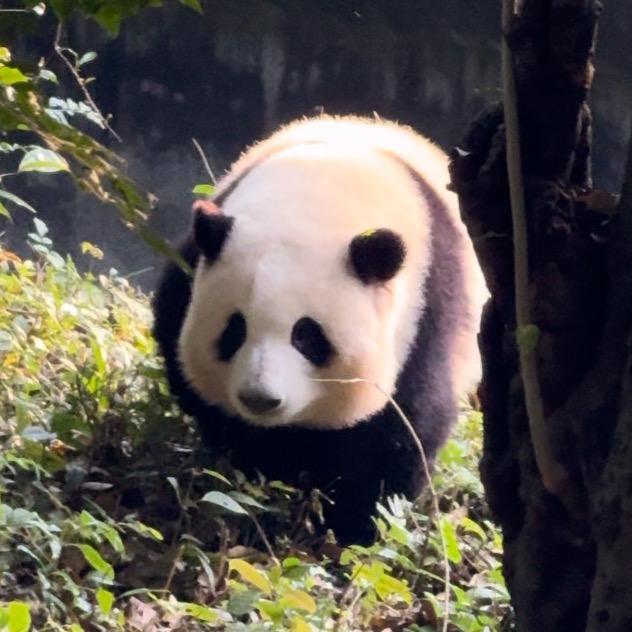阿布爱熊猫
