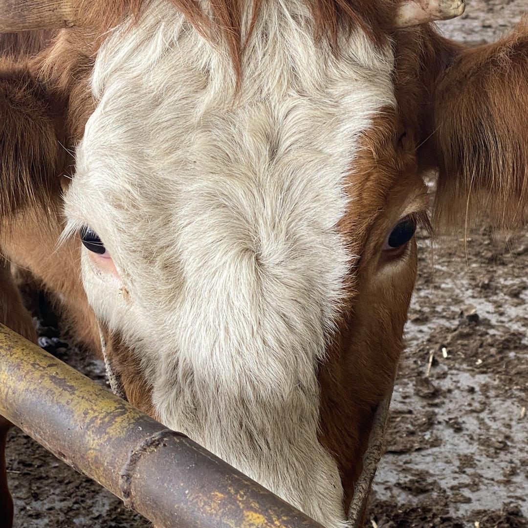 广西庖丁供应链有限责任公司