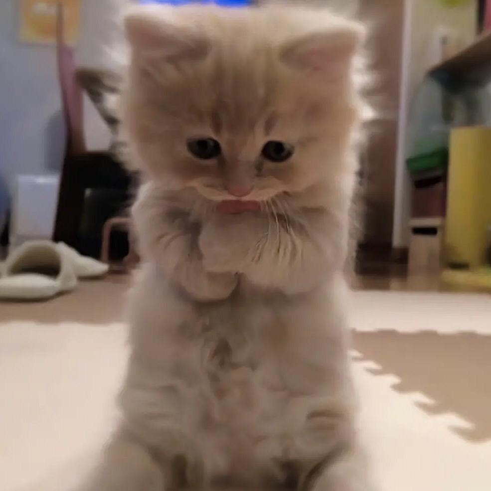小肉猫