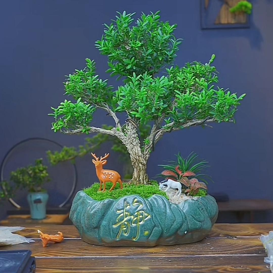 Boss绿植