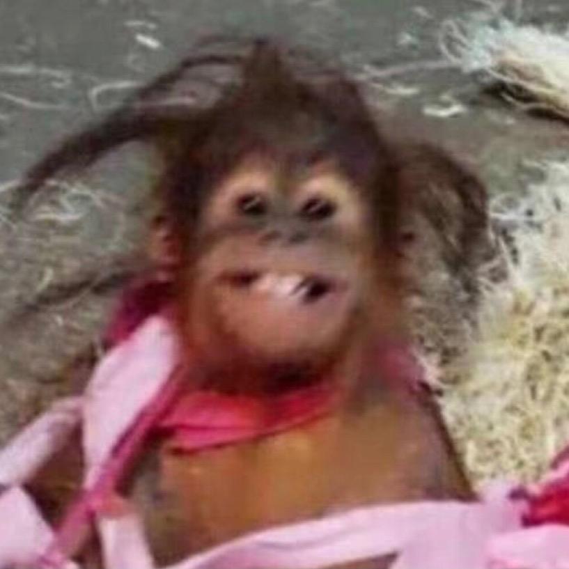 纯情性感大蟑螂