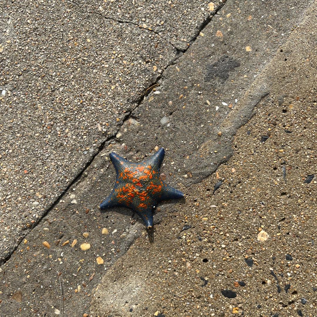starfish