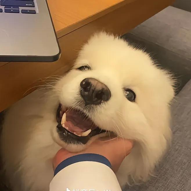 可爱的小胖子
