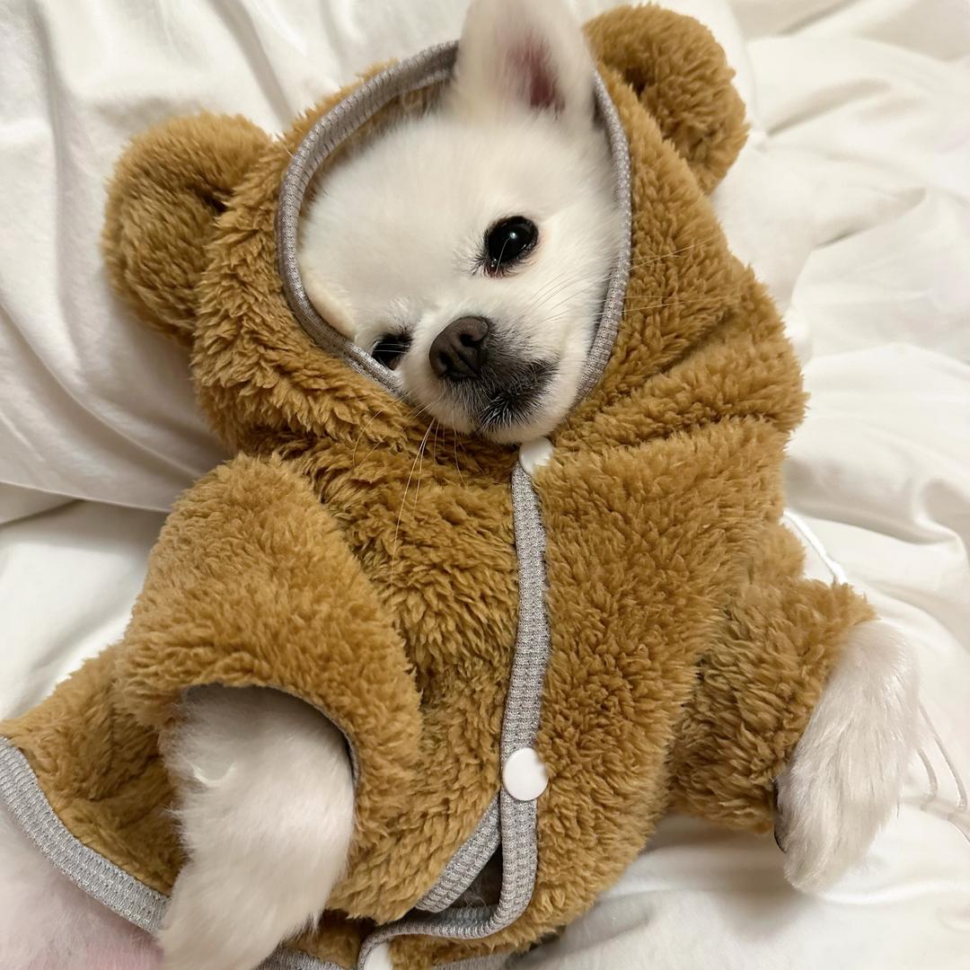 四月是只吃货狗🐶