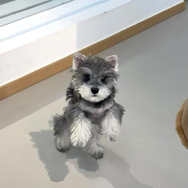 贵阳雪纳瑞裁耳