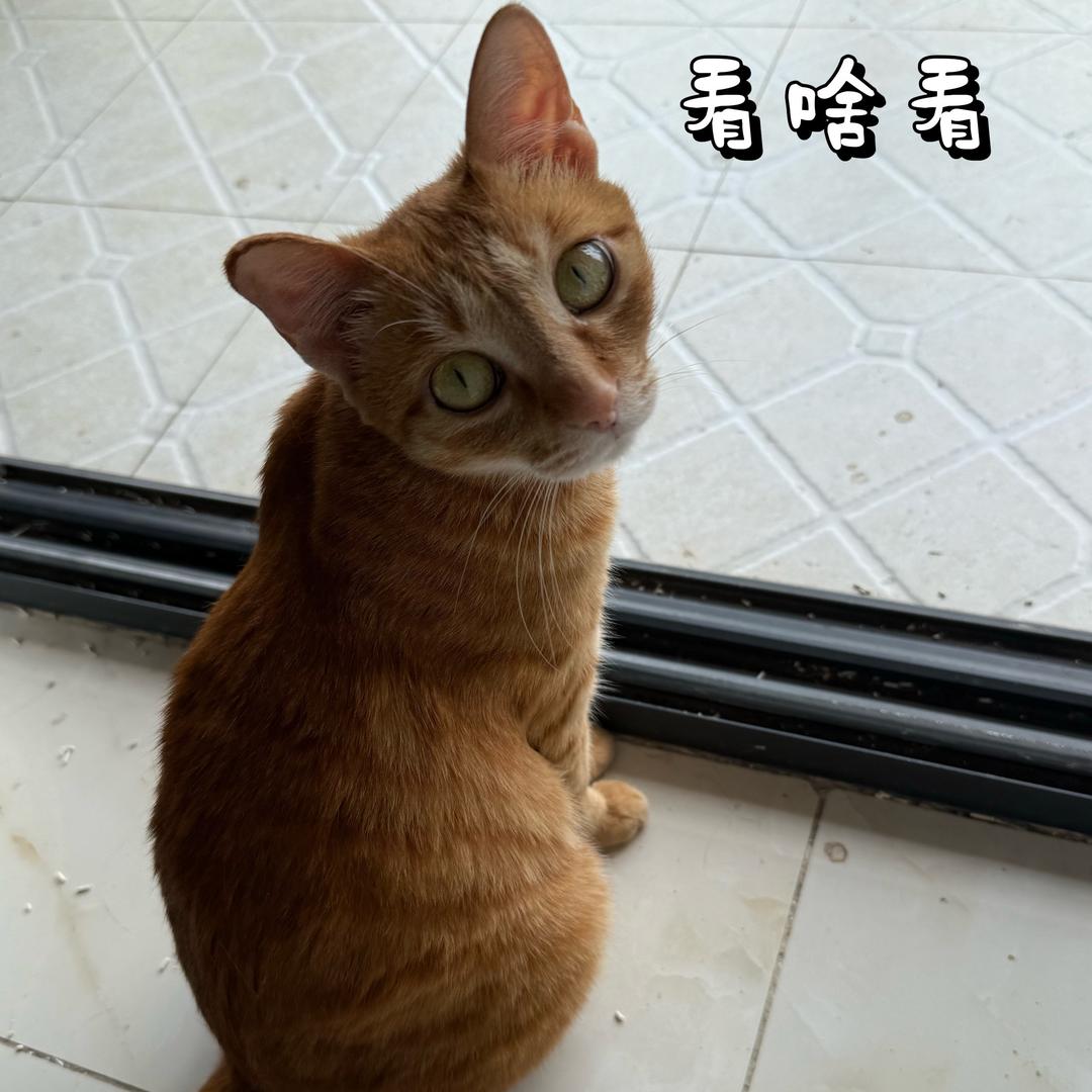 梦中情猫🌼