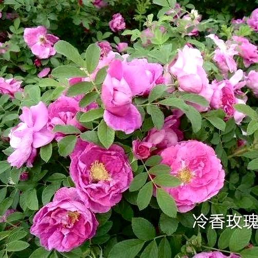 四旺苗木花卉