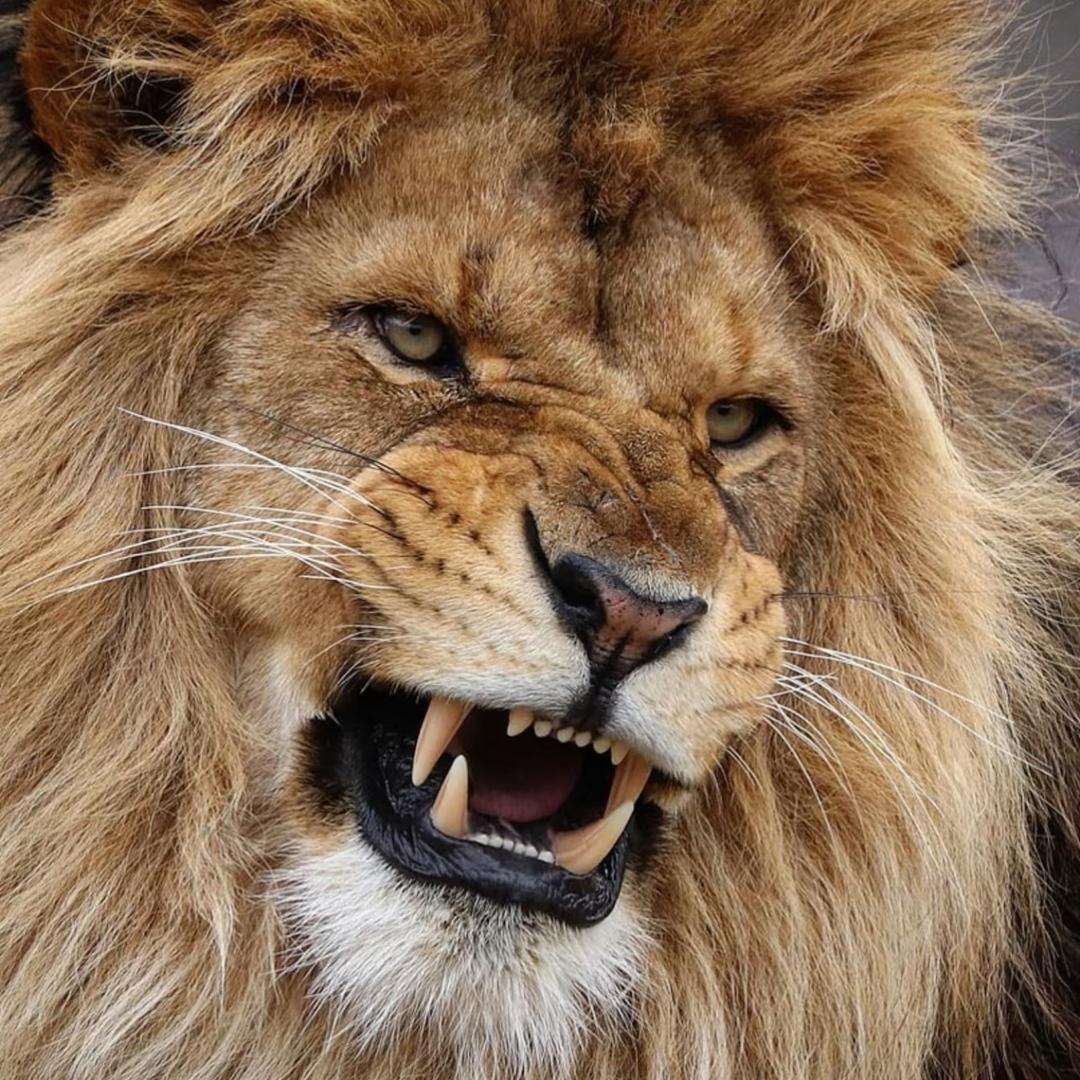 你激怒了一头雄狮