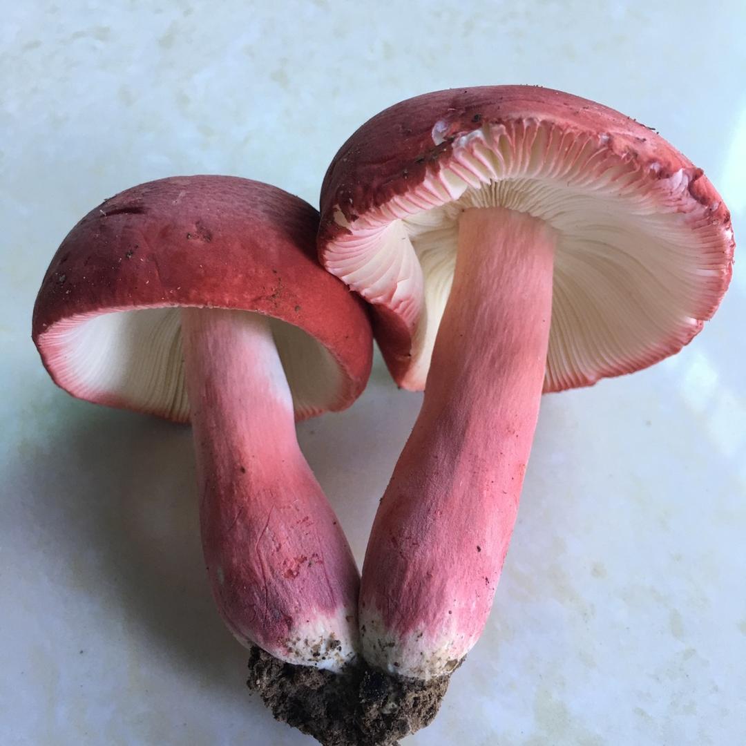 闽西红菇姐
