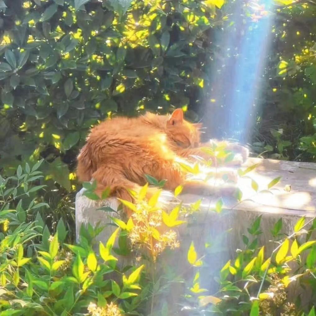 你的承诺我做成标本