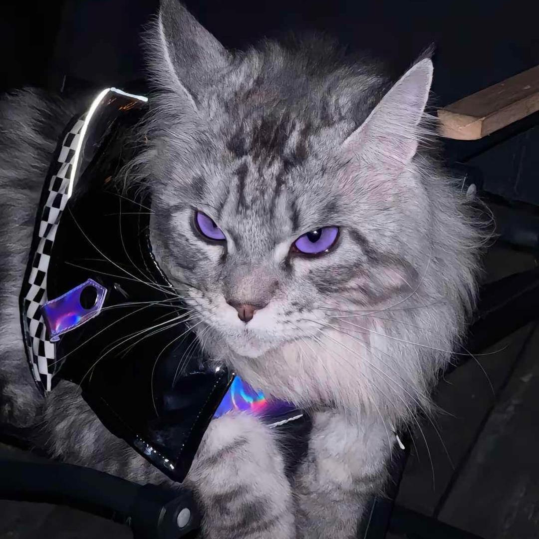 Bibi