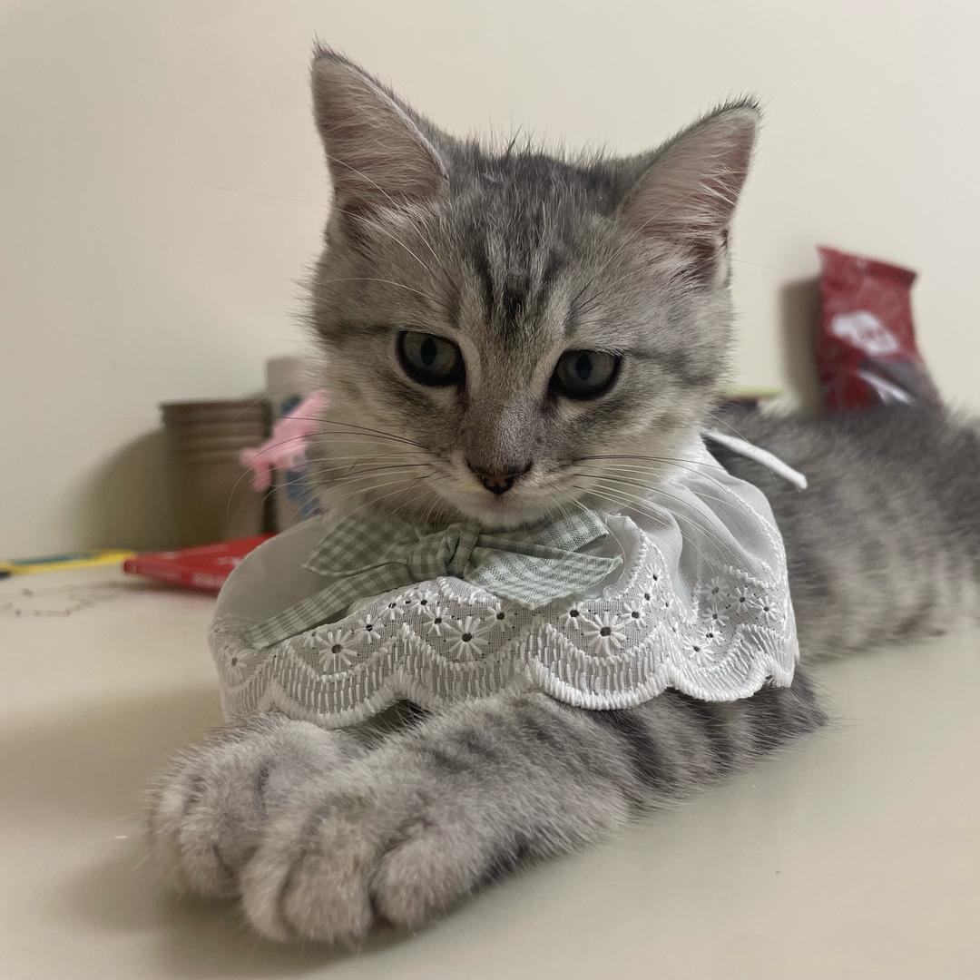 团团是只淘气猫❤️