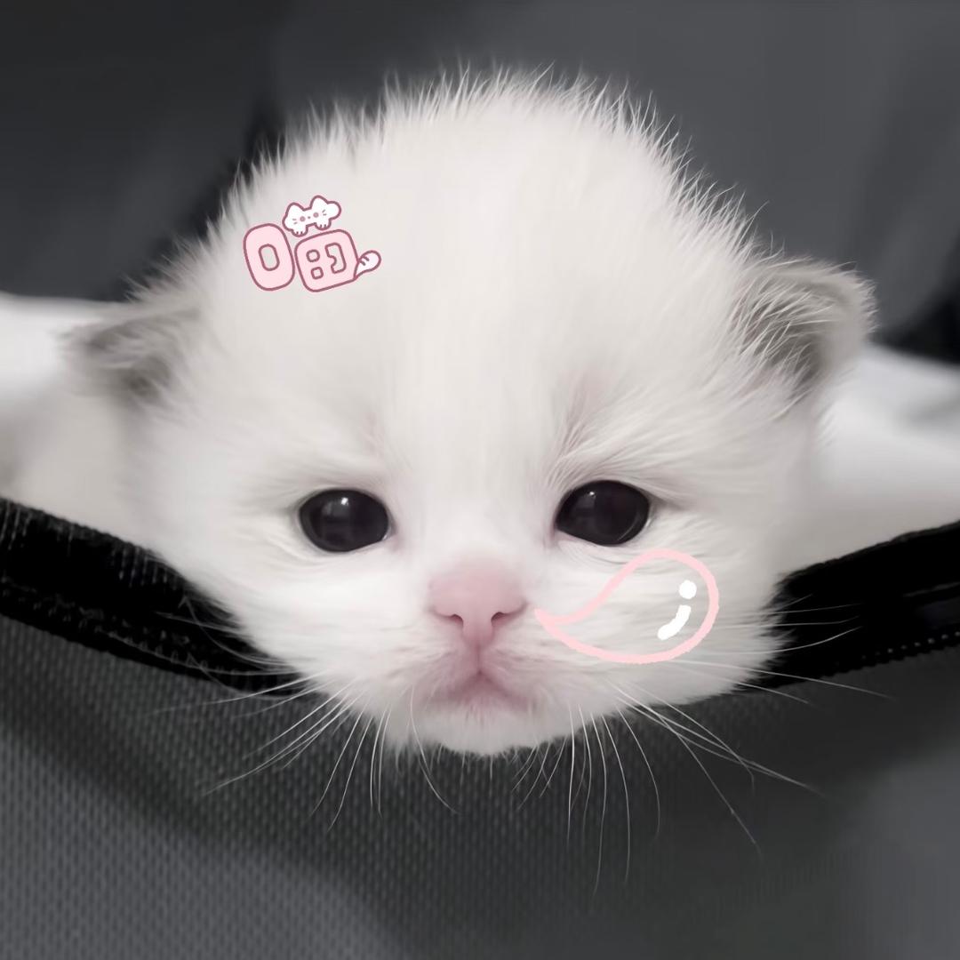 黄油薯角