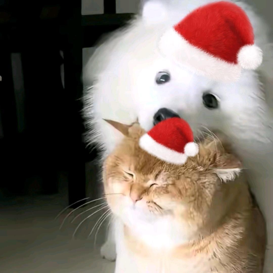 虾小雪