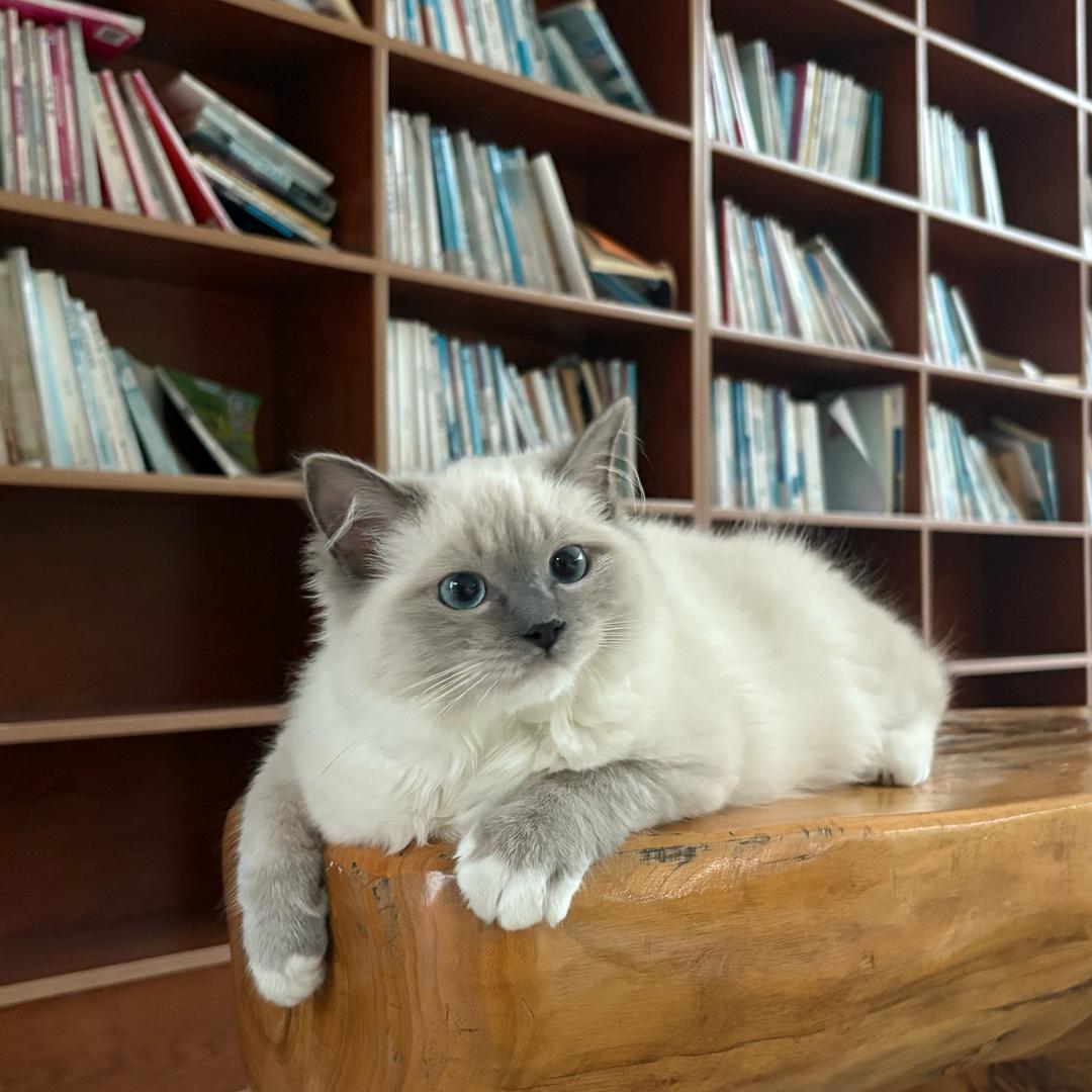 财财是只小喵咪呀😽