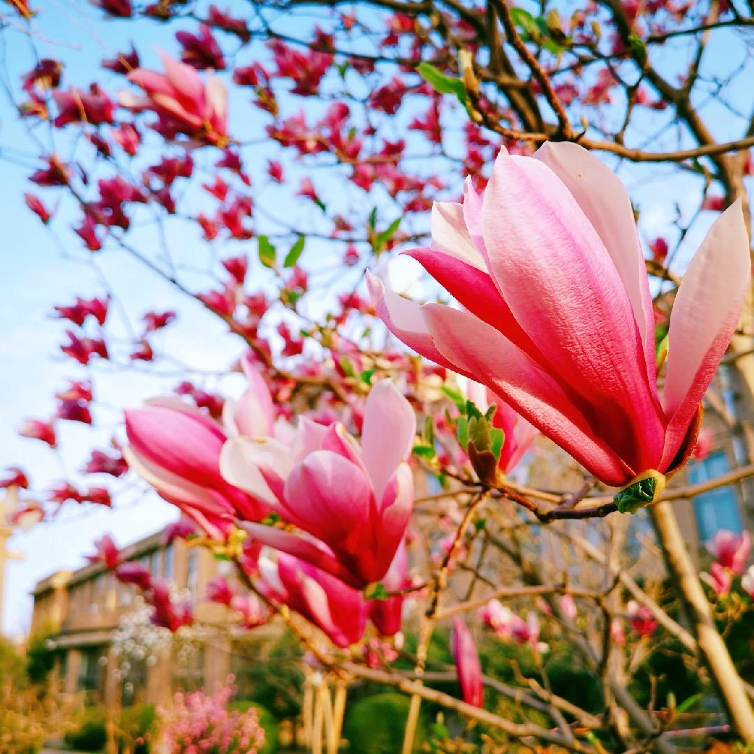 嬛嬛家的玉兰花基地直发