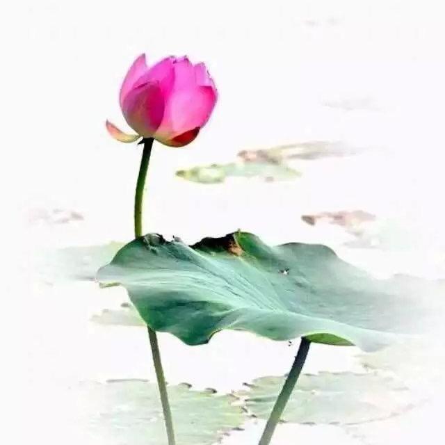 古渡伊人